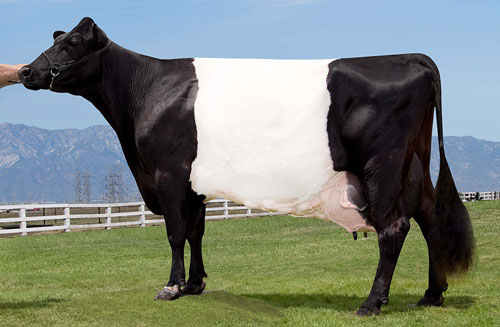 EX-94 Dutch Belt cow