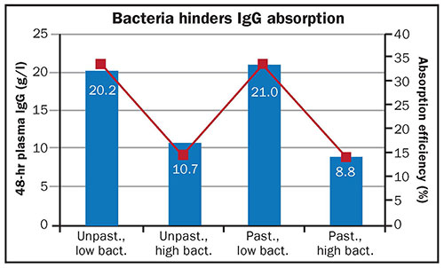 Bacteria hinders IgG absorption