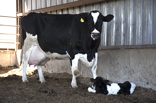 Holstein cow with newborn calf