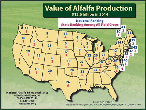 alfalfa bales