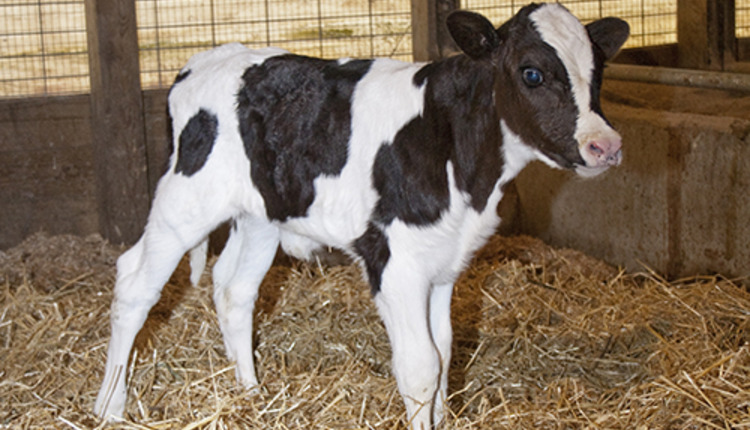 bull calf