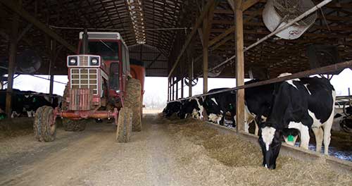 feed wagon and cows