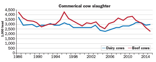dairy cow slaughter trends