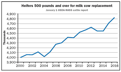 Heifers 500 pounds and over for milk cow replacement