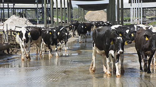 cows walking toward milking parlor