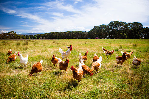 chickens on pasture
