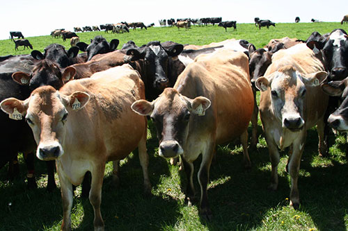 organic grazing dairy