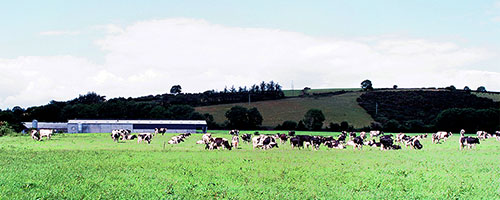 cows on pasture in Scotland