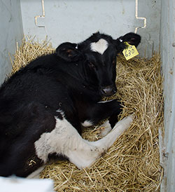 calf in straw-bedded pen
