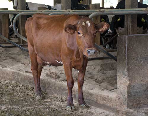 dairy cow standing in freestall barn