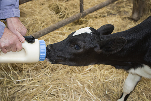 calf drinking colostrom