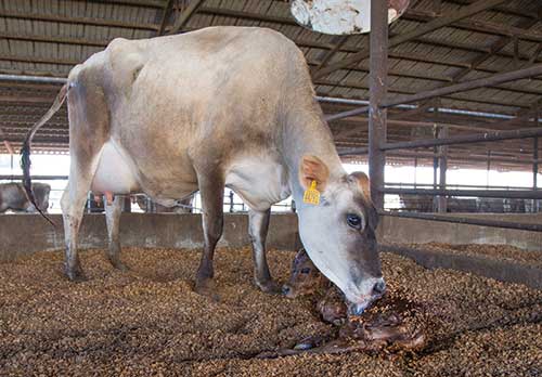 Jersey cow and newborn calf