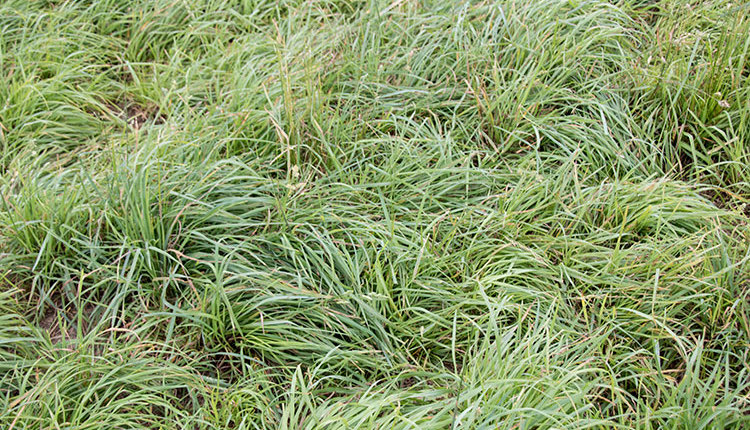 160910_558-cool-grass