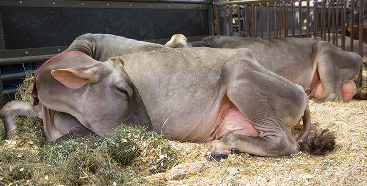 Cows need their beauty sleep