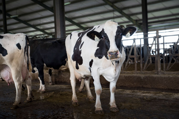 Don’t stress: Heat abatement tips to help keep your cows cool