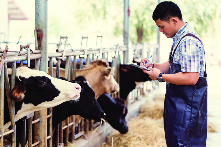 Young Farmer Milking Cows
