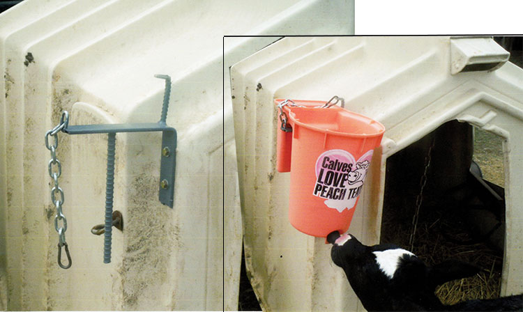 Bucket Feeding Calves