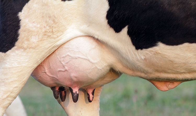 Udder tips we can learn from.