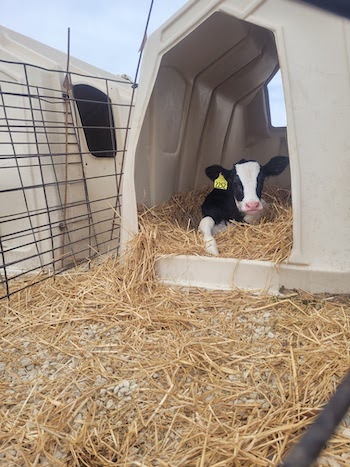 Calf bedding materials for spring - Dairy