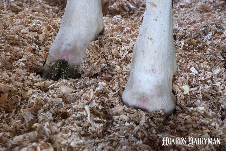 Dig into your herd's lameness issues