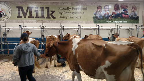 milk barn at All-American Dairy Show
