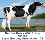 Bender Dorcy 457