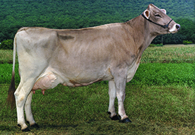 Brown Swiss cow A
