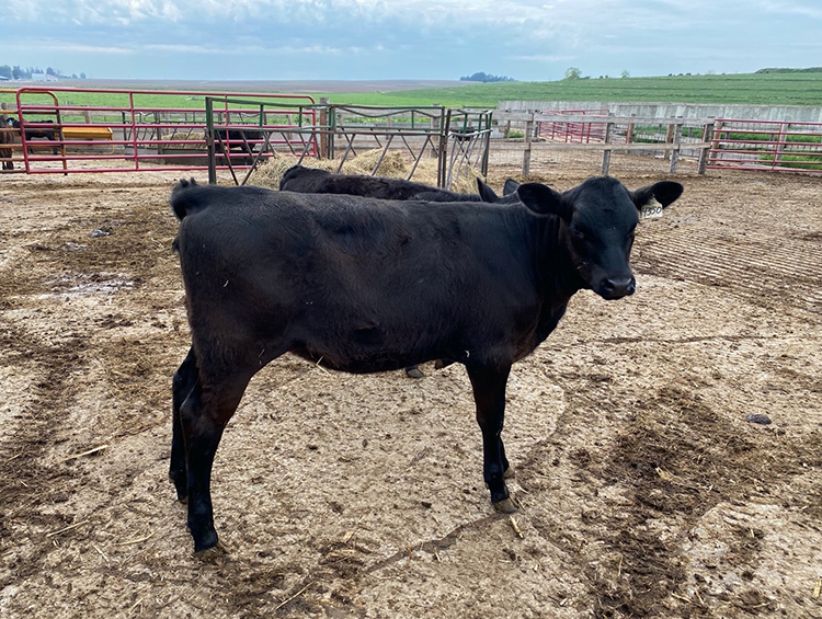 holstein calves