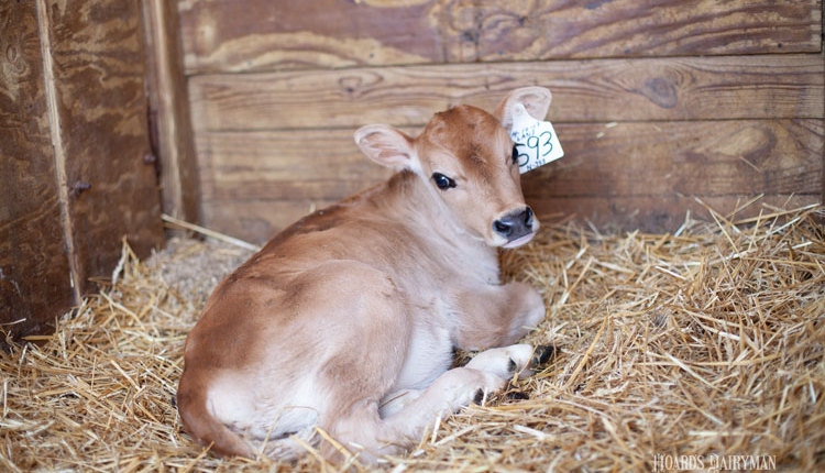 Bauer-calf