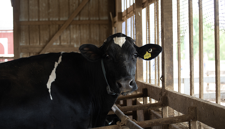 Bauer-selective dry cow web