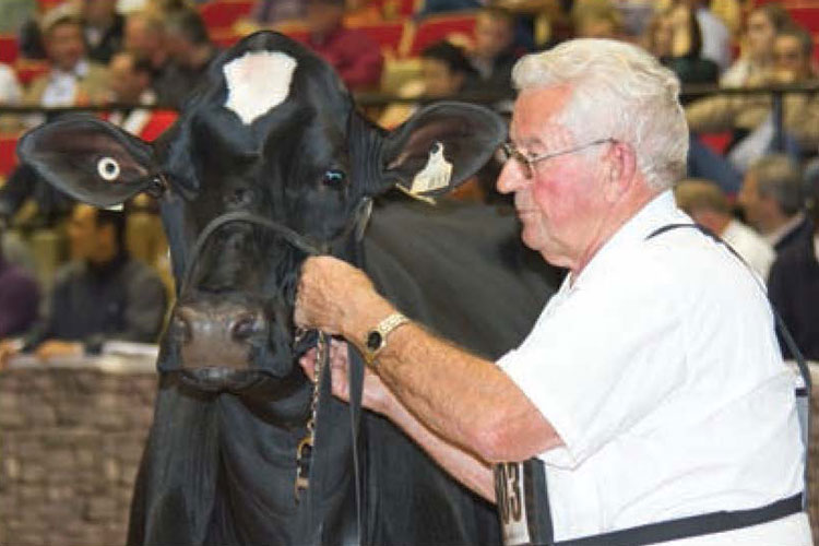 Bert Stewart leading a Holstein at World Dairy Expo
