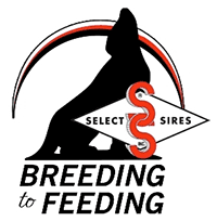 Select Sires, Breeding to Feeding
