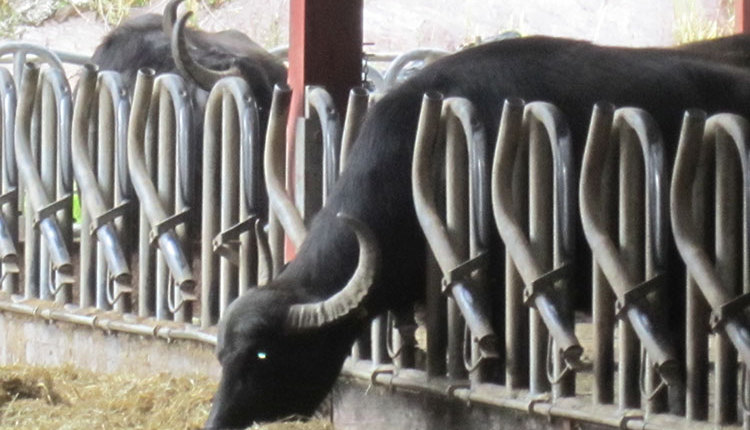 Milking Buffalo In A Herringbone Parlor The smooth, light milk of a buffalo cow. hoard s dairyman