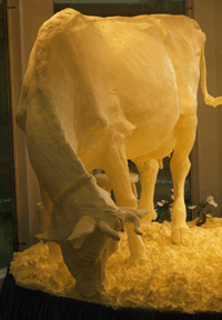 Butter cow photo