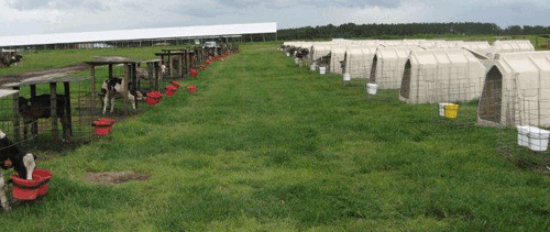 Florida trial with Calf-Tel hutches