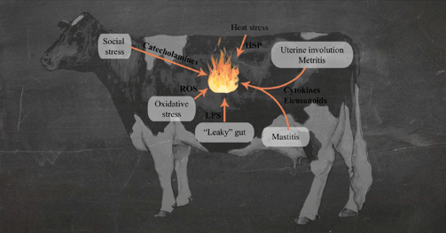 cows under fire video image