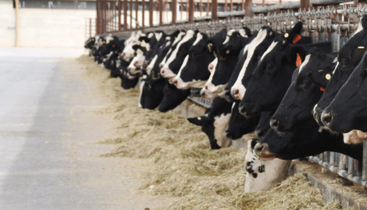 Cows-in-Stalls-article image