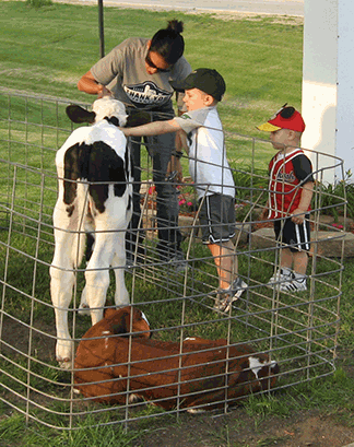 children petting dairy calves at Culver's & Cows event