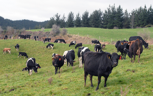 Dairy cows grazing in New Zealand