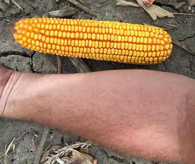 ear of corn compared to human forearm