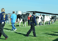 FFA members judge dairy cattle