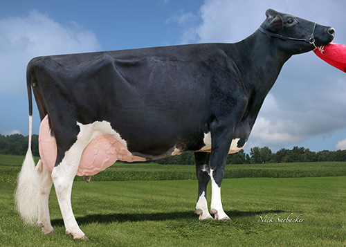 Gigi, Holstein cow
