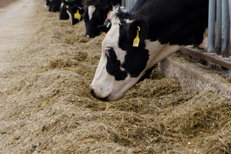 The New Year Ushers Manure Evaluation Season