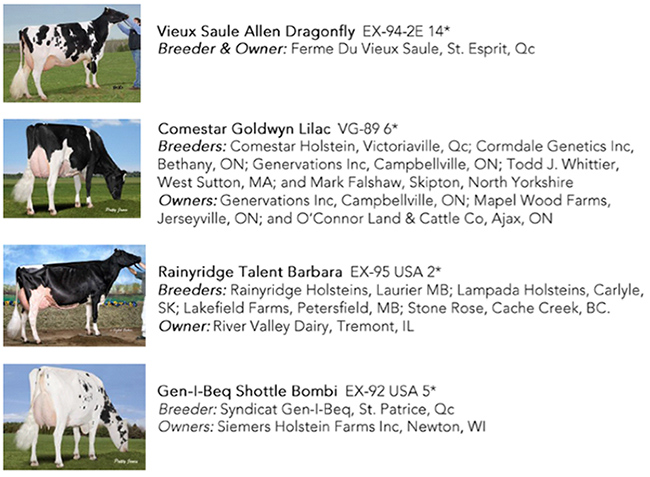 Holstein Canada Cow of the Year Nominees