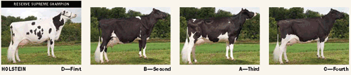 Holstein placings