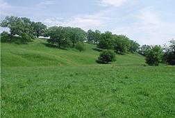 HIdden Valley grass