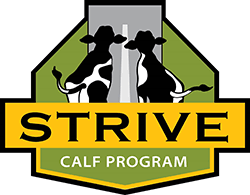 Hubbard STRIVE Calf Program