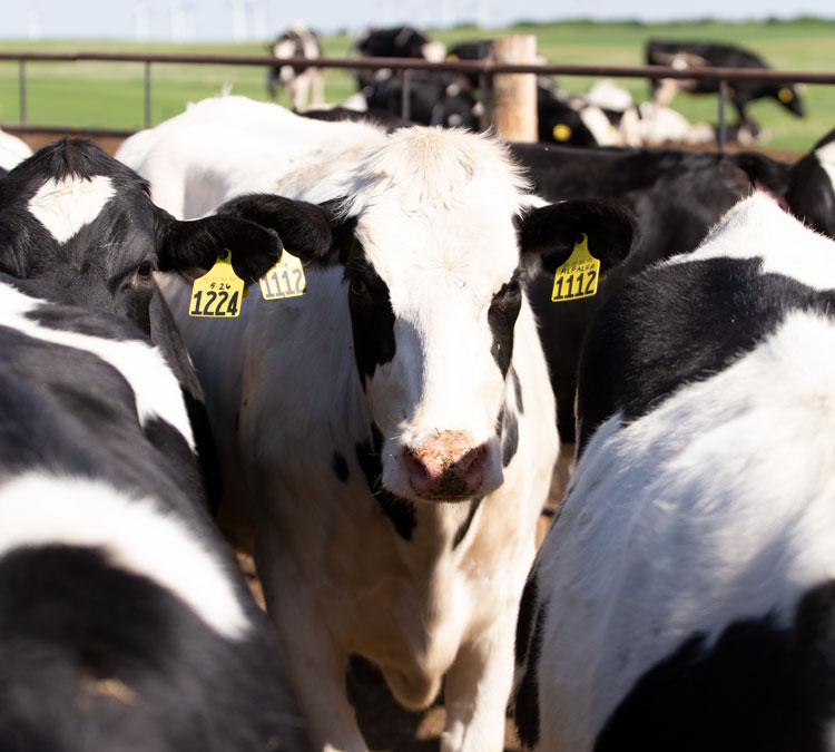 Dairy Heifer Growth Chart