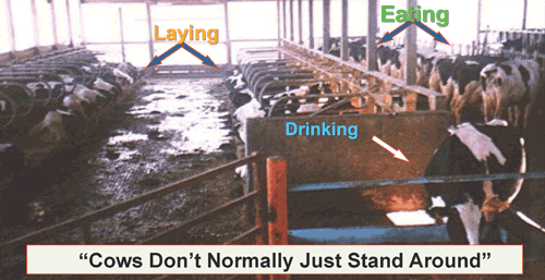cows eating, drinking, laying