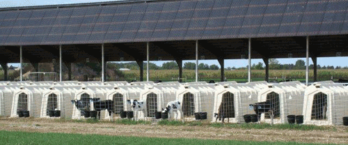 calves in calf hutches